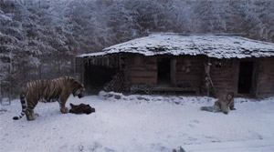 The Tiger: An Old Hunter's Tale - Film Screenshot 9